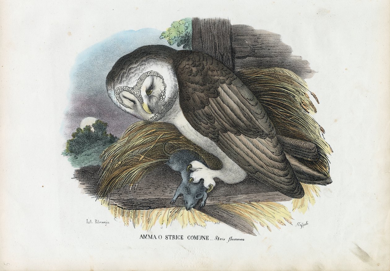 Barn Owl, 1863-79 af Raimundo Petraroja