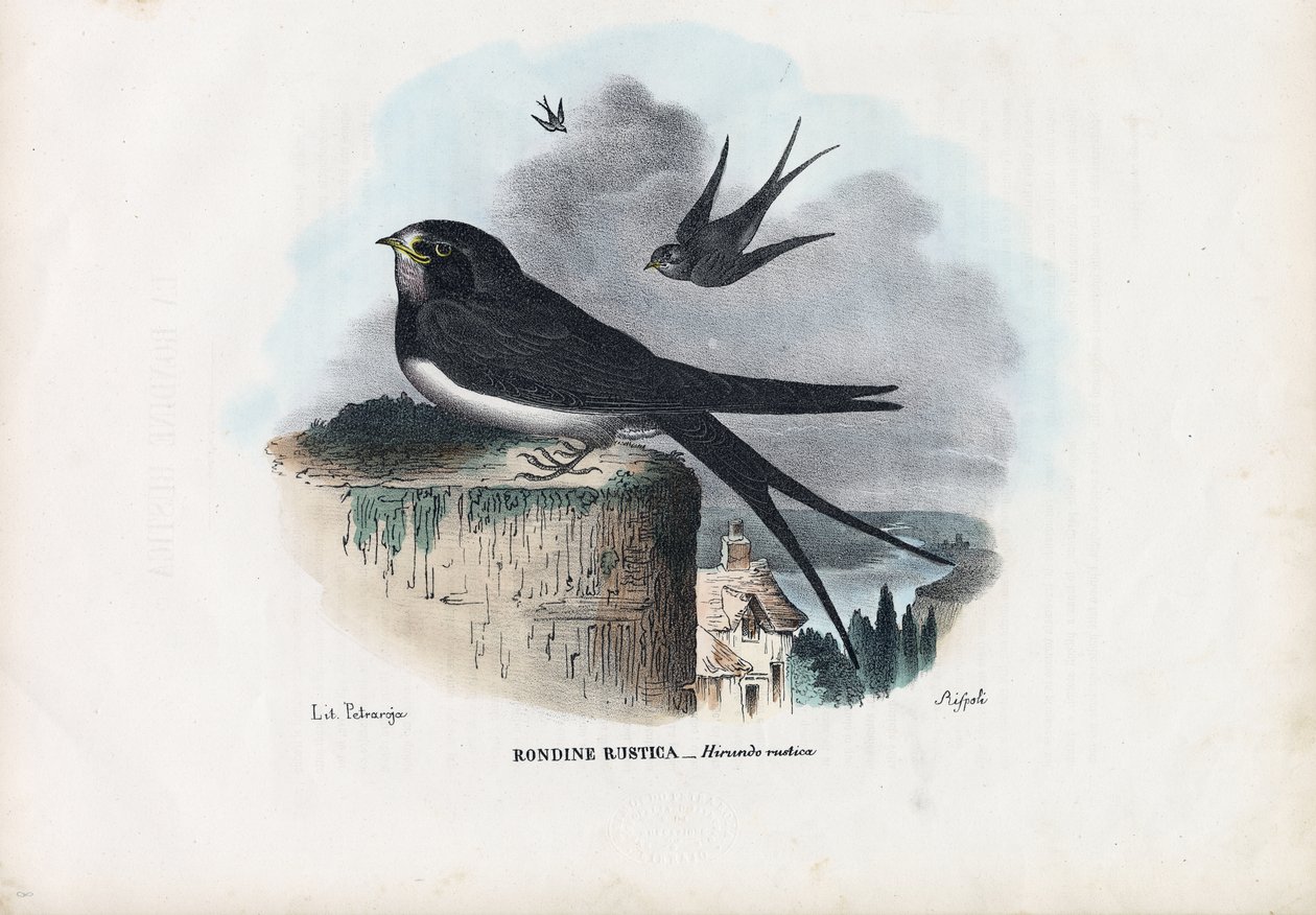 Ladesvale, 1863-79 af Raimundo Petraroja