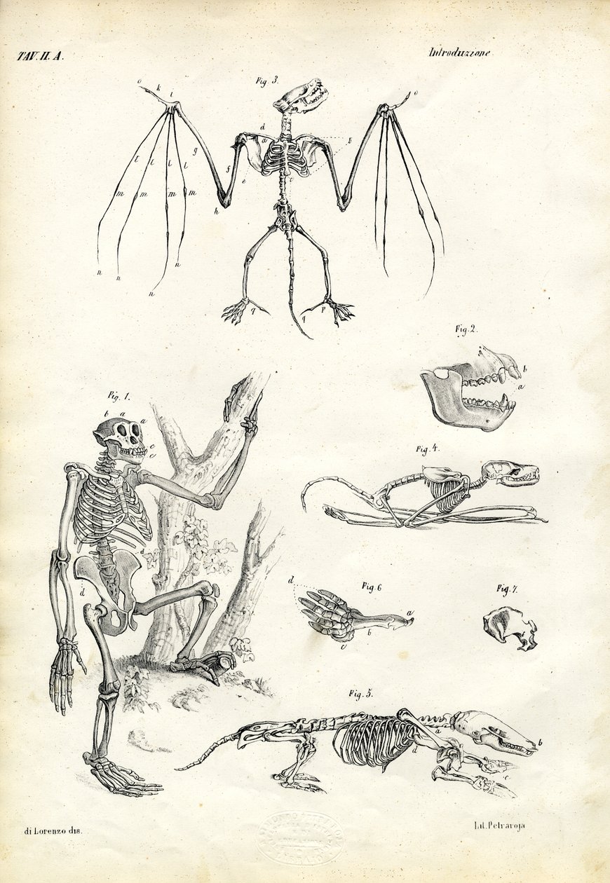 Flagermus, 1863-79 af Raimundo Petraroja
