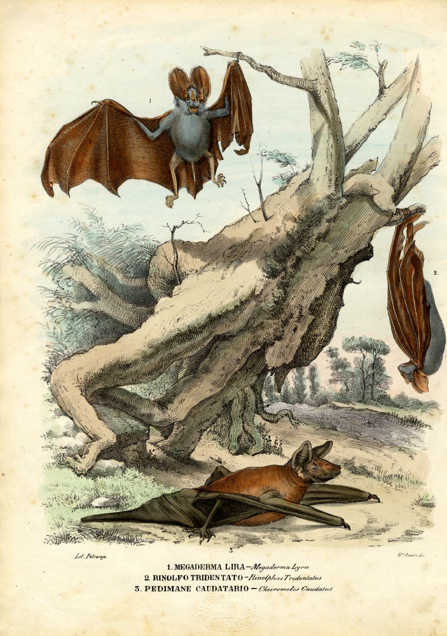 Flagermus, 1863-79 af Raimundo Petraroja