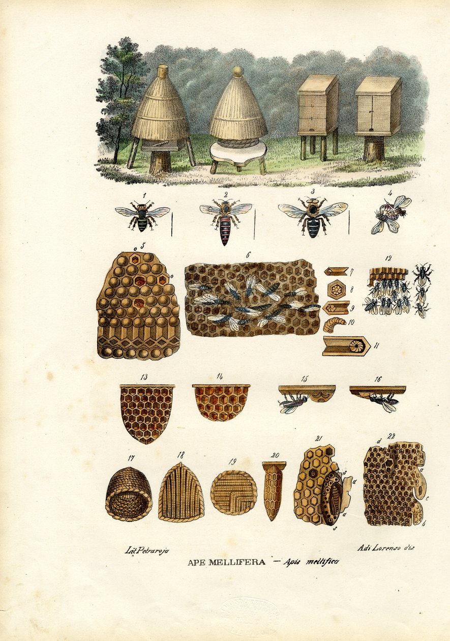 Bees, 1863-79 af Raimundo Petraroja