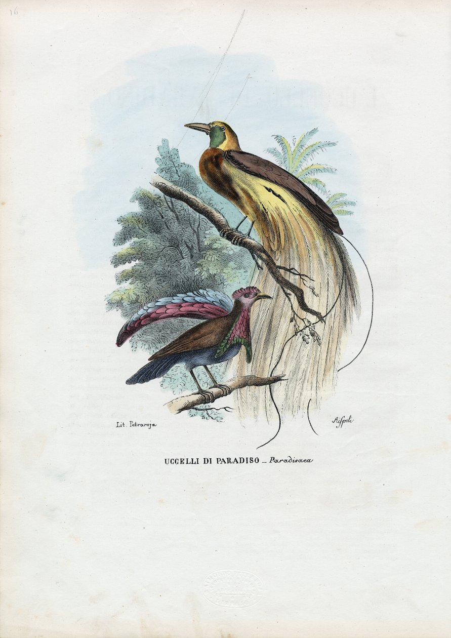 Paradisfugl, 1863-79 af Raimundo Petraroja