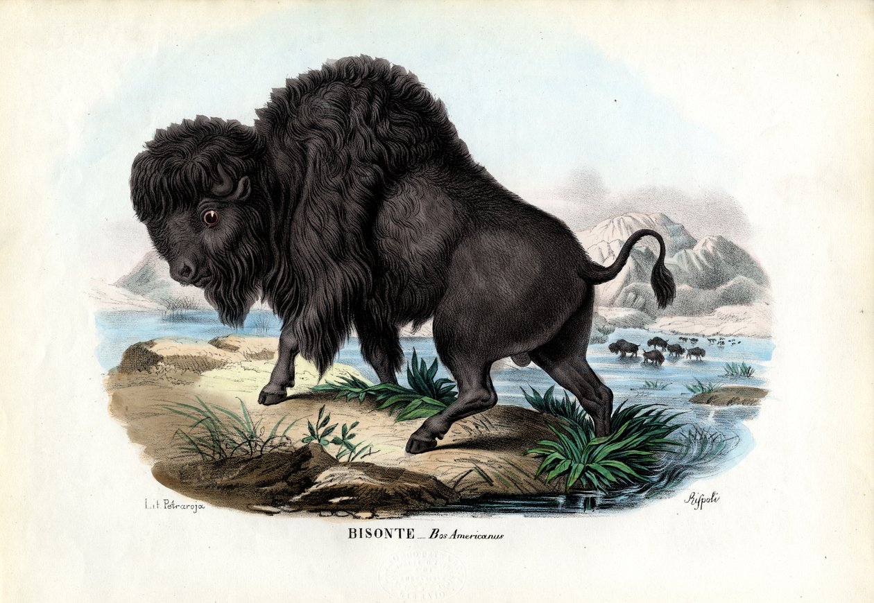 Bison, 1863-79 af Raimundo Petraroja