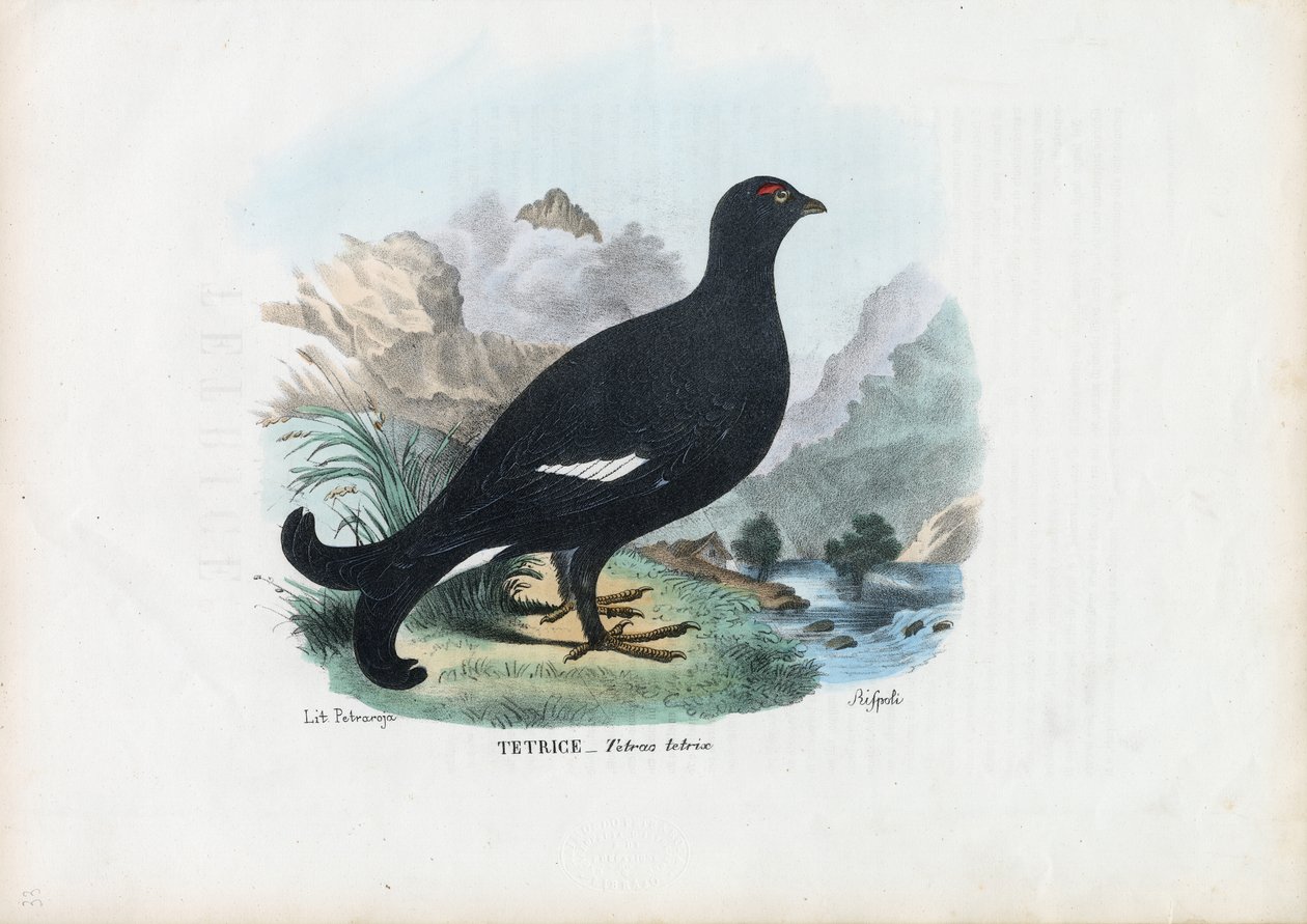 Ryper, 1863-79 af Raimundo Petraroja