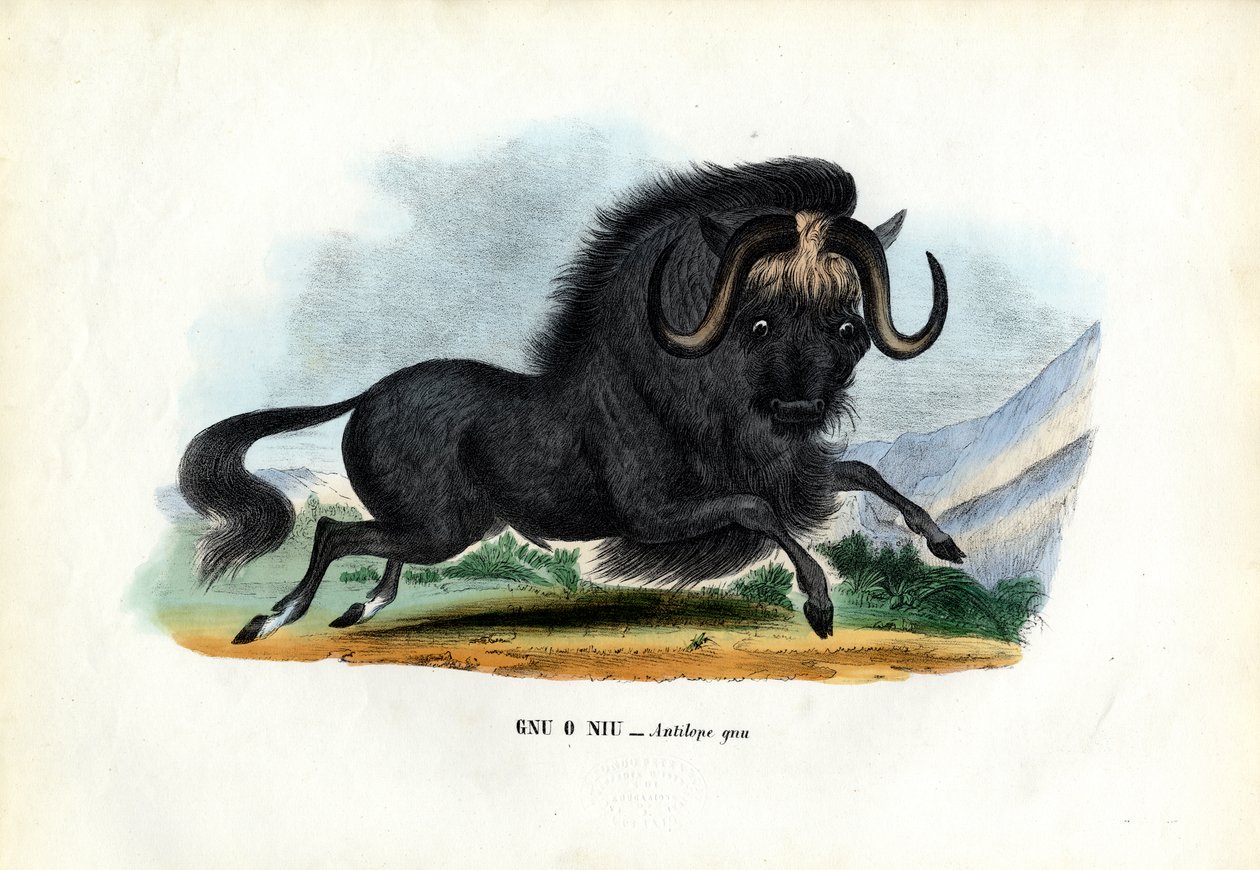 Sort Gnu, 1863-79 af Raimundo Petraroja