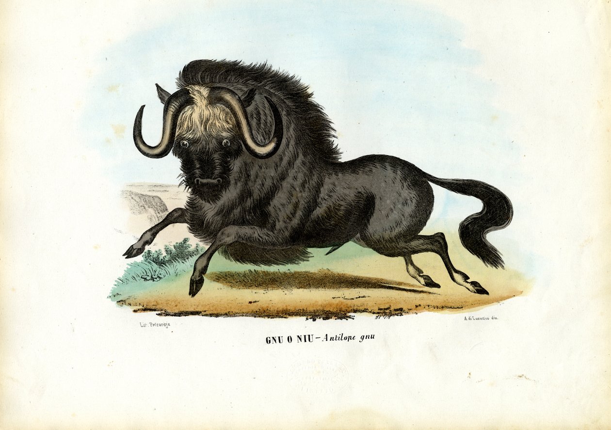 Sort Gnu, 1863-79 af Raimundo Petraroja