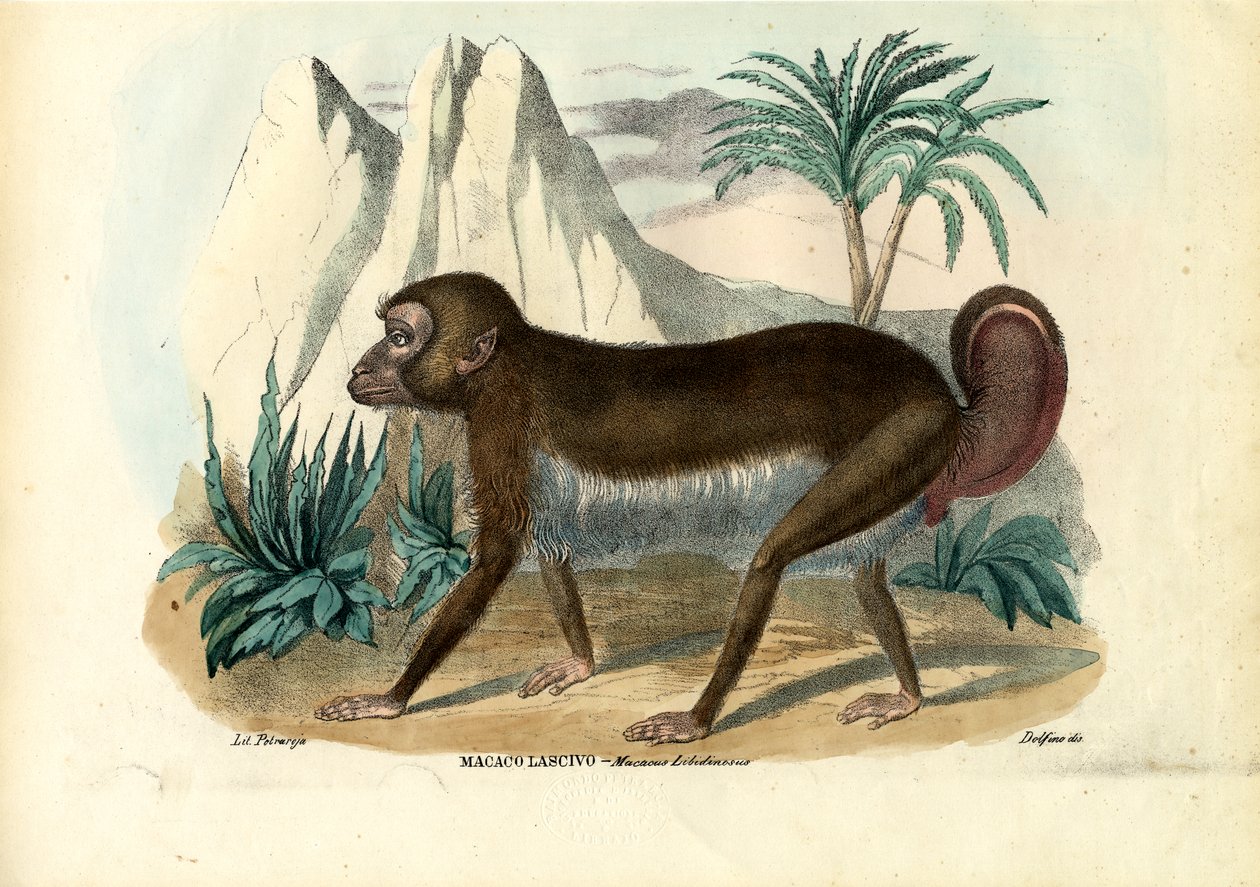 Sortstribet kapuciner, 1863-79 af Raimundo Petraroja