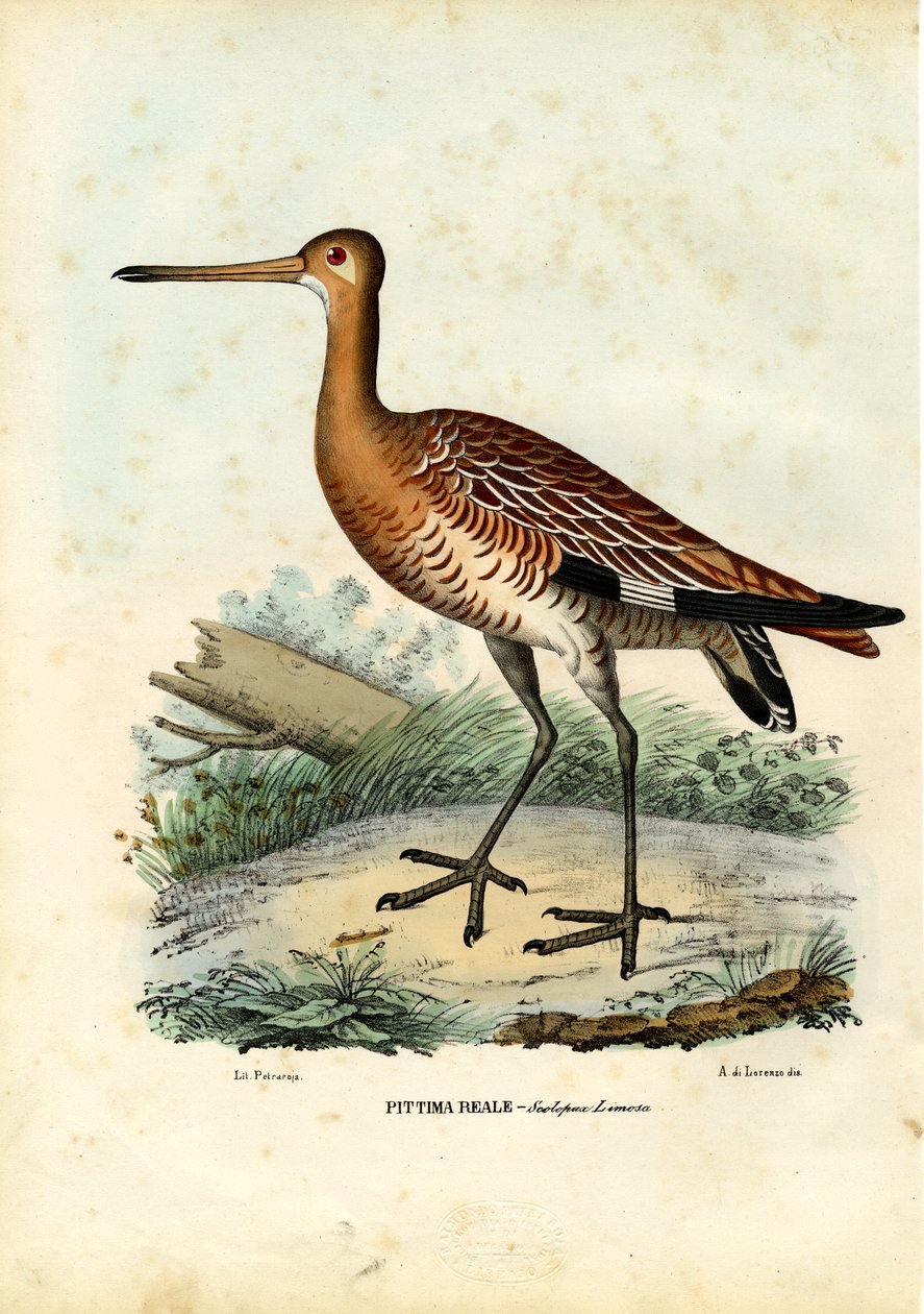 Sorthalespove, 1863-79 af Raimundo Petraroja