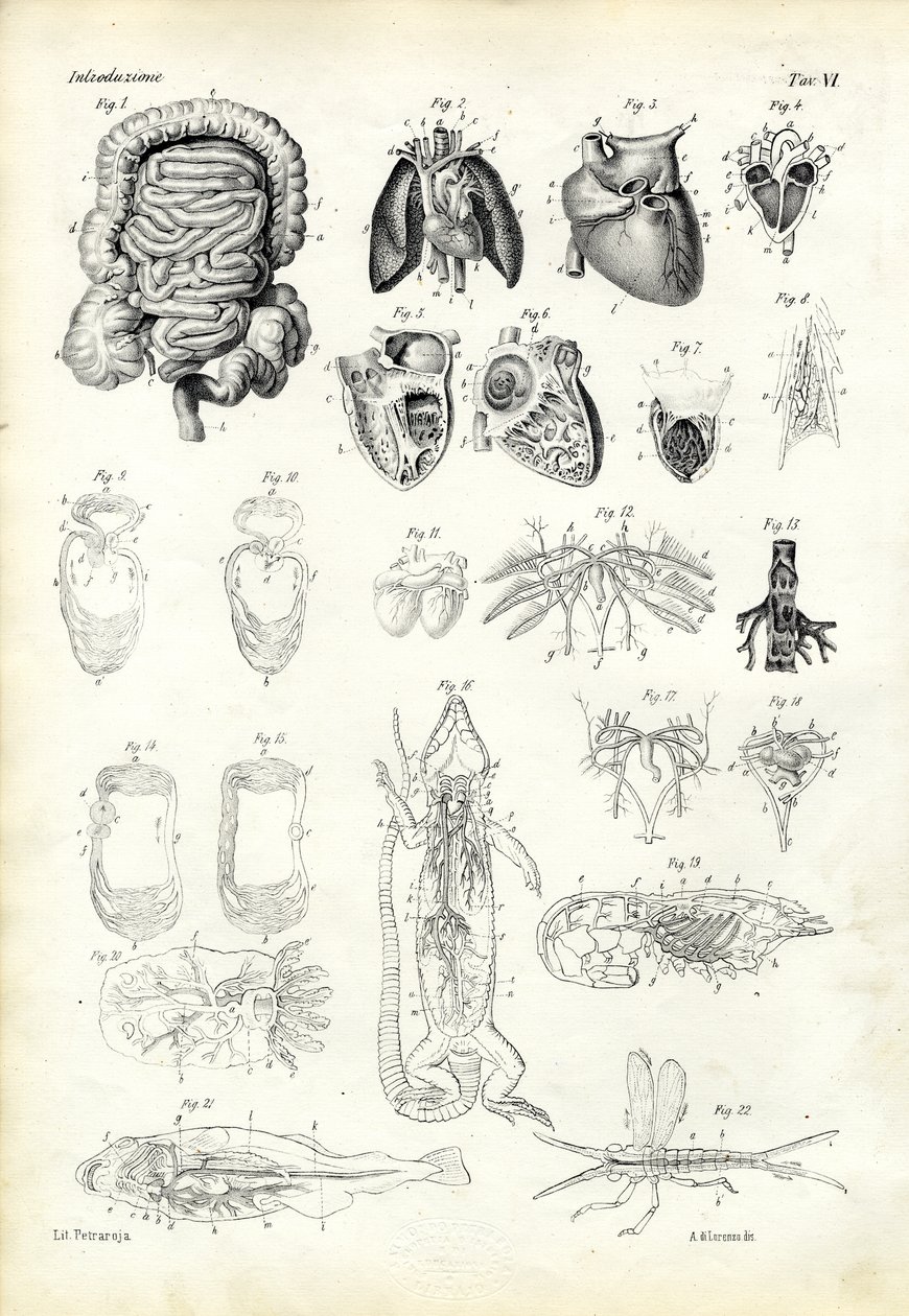 Blodsystemet, 1863-79 af Raimundo Petraroja
