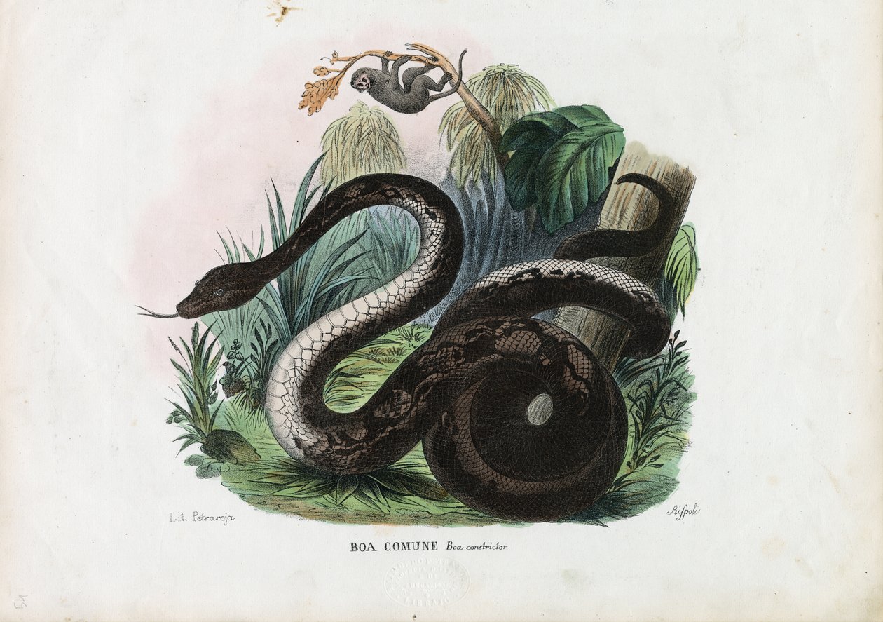 Boa Constrictor, 1863-79 af Raimundo Petraroja