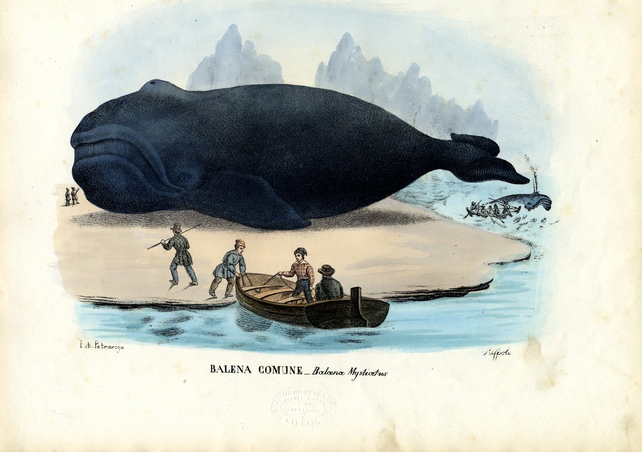 Grønlandshval, 1863-79 af Raimundo Petraroja