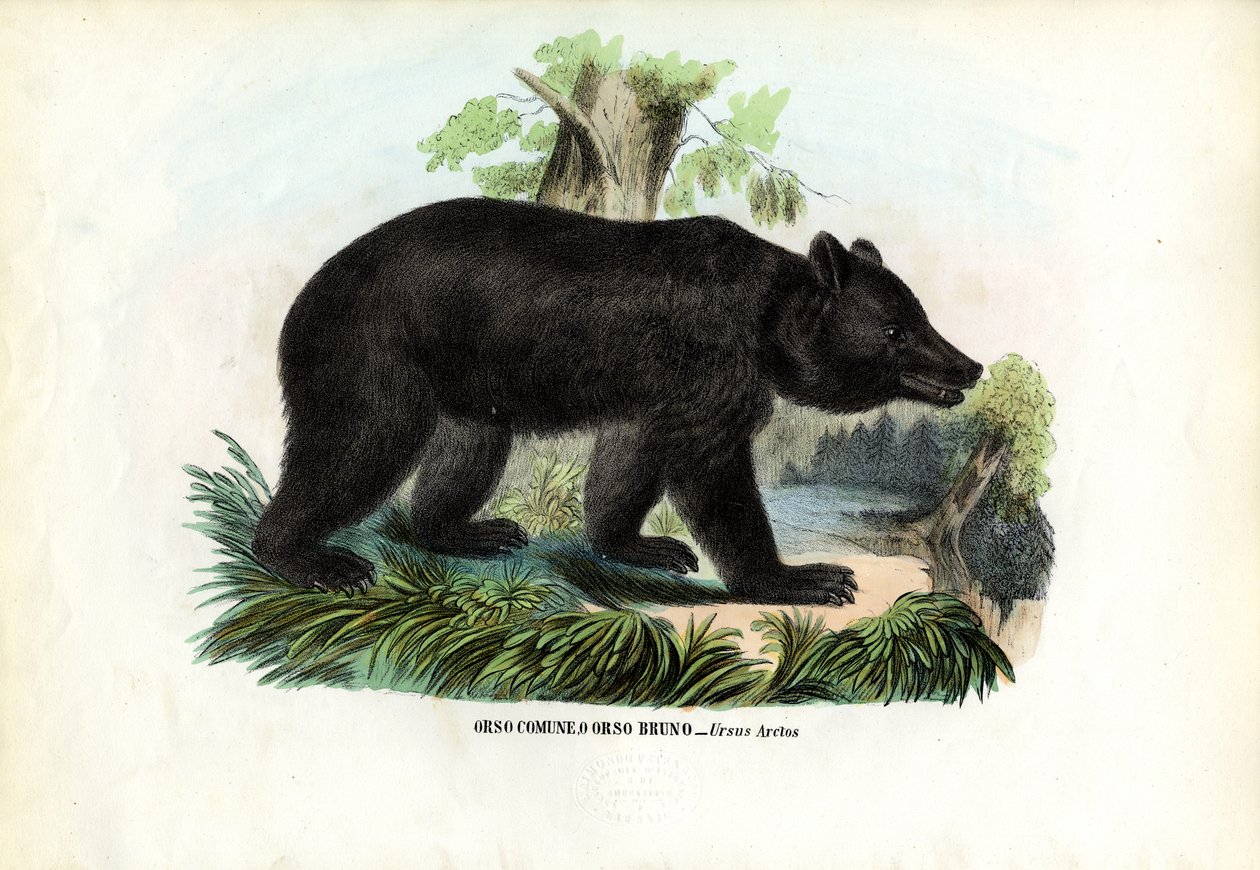 Brunbjørn, 1863-79 af Raimundo Petraroja