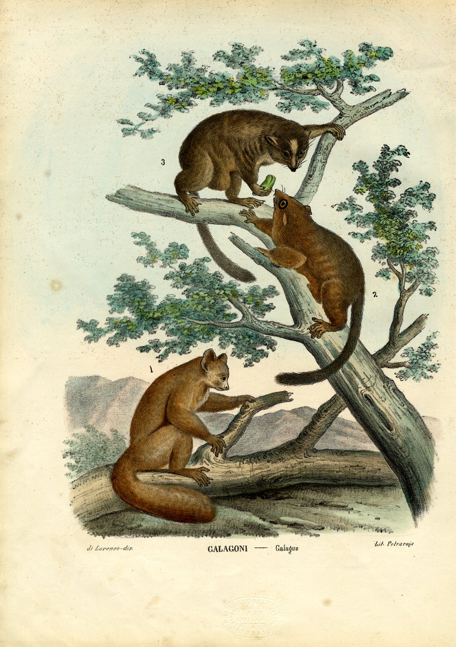 Bushbaby, 1863-79 af Raimundo Petraroja