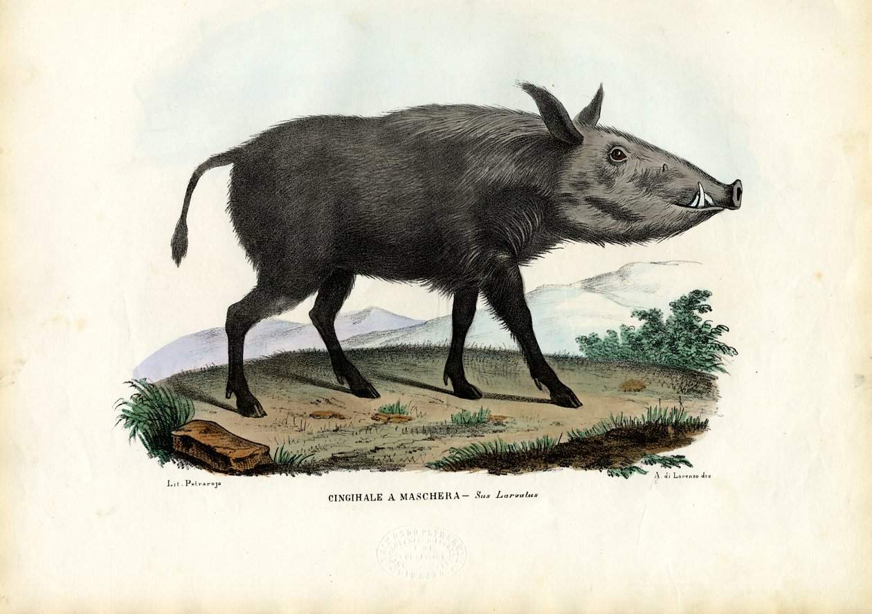 Bushpig, 1863-79 af Raimundo Petraroja