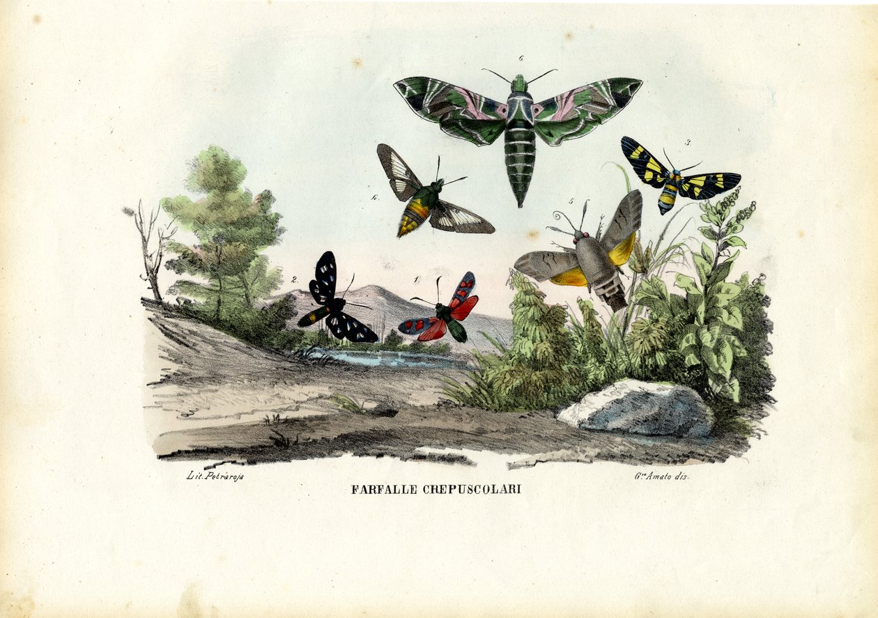 Sommerfugle, 1863-79 af Raimundo Petraroja