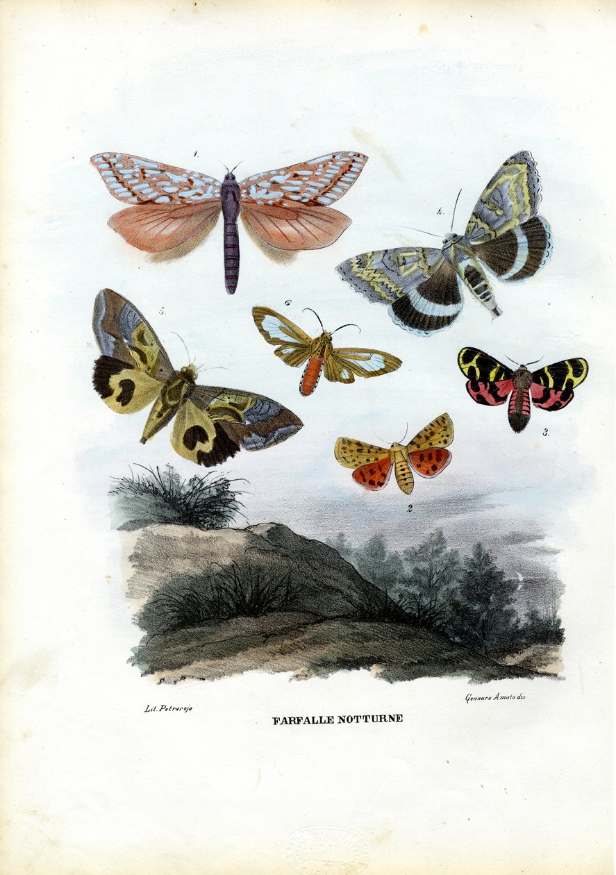 Sommerfugle, 1863-79 af Raimundo Petraroja