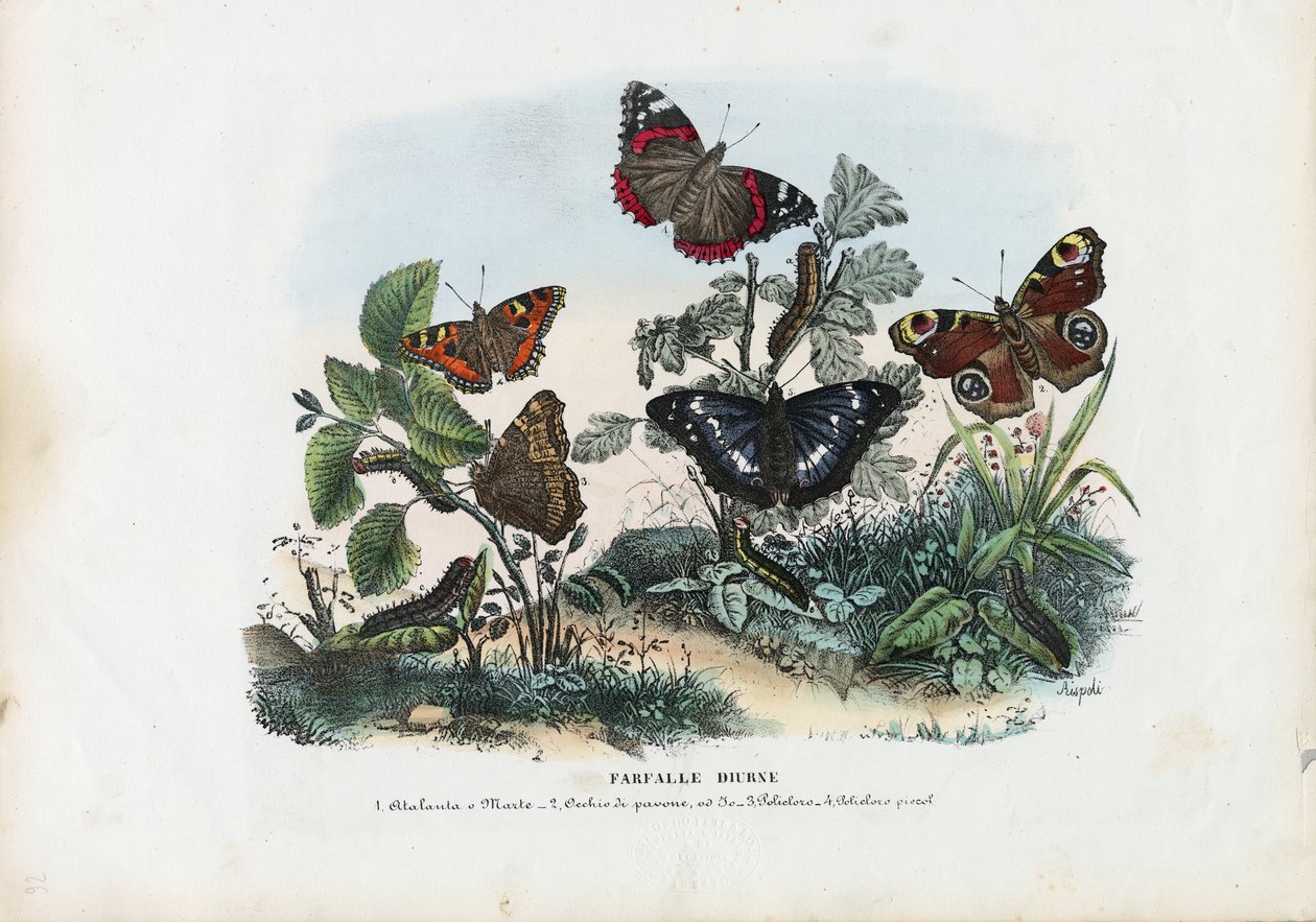 Sommerfugle, 1863-79 af Raimundo Petraroja
