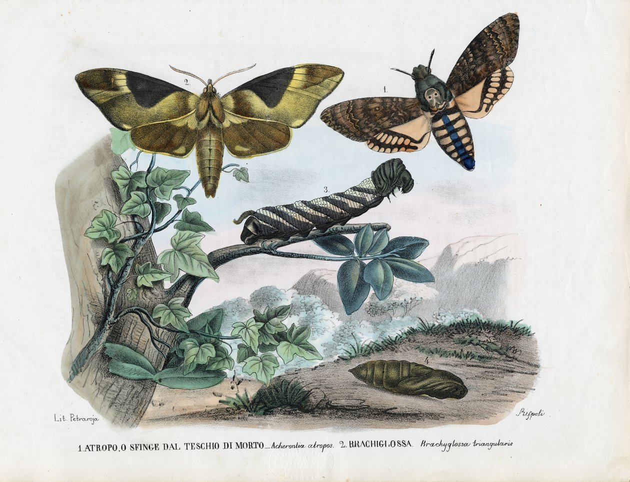 Sommerfugle, 1863-79 af Raimundo Petraroja