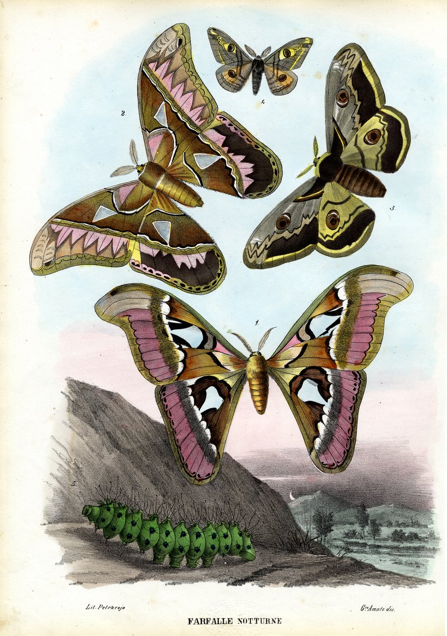 Sommerfugle, 1863-79 af Raimundo Petraroja
