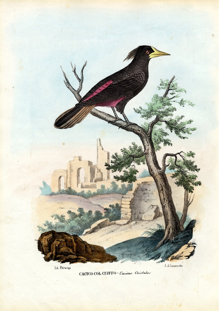 Cacique, 1863-79 af Raimundo Petraroja