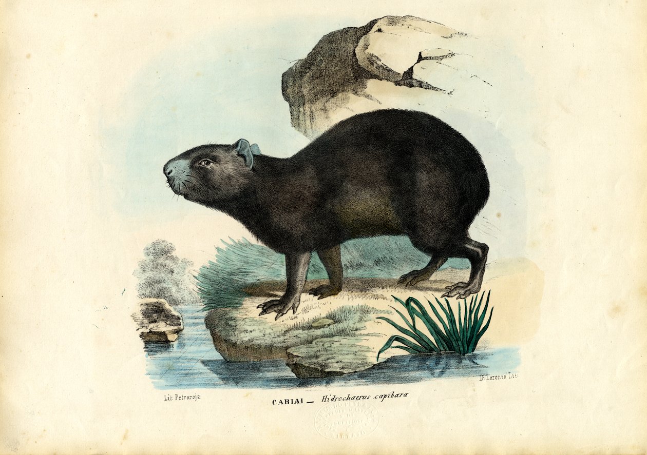 Capibara, 1863-79 af Raimundo Petraroja