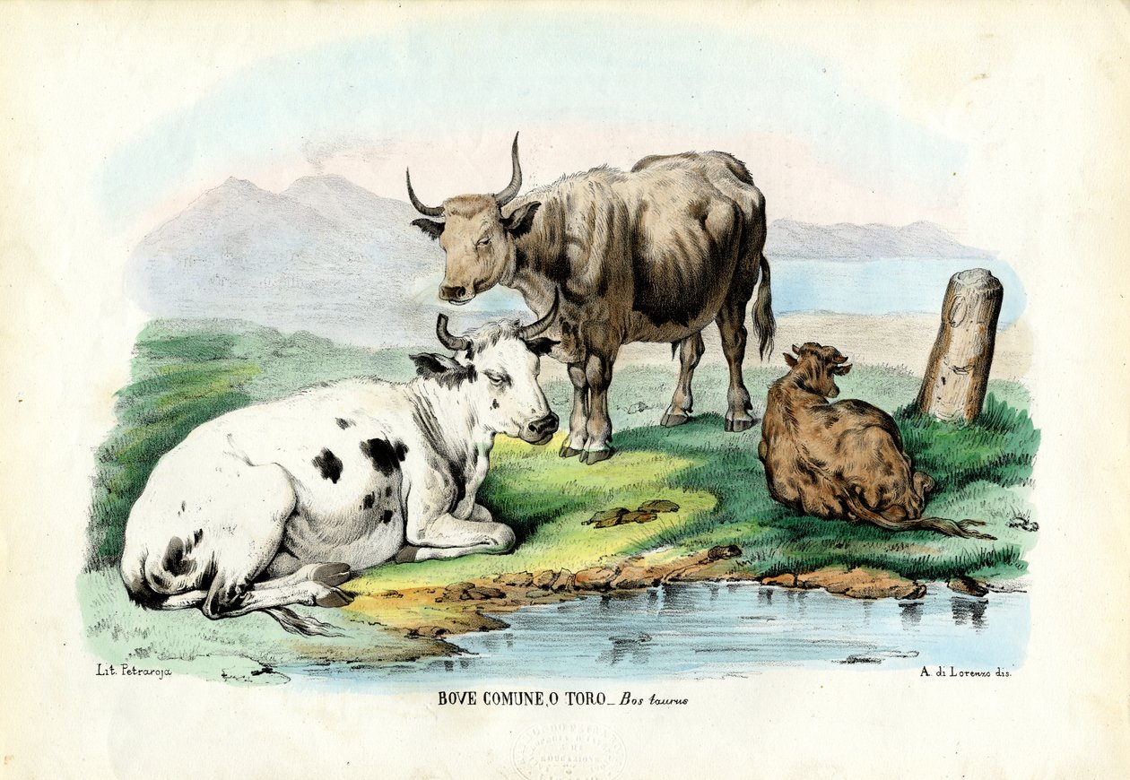Kvæg, 1863-79 af Raimundo Petraroja