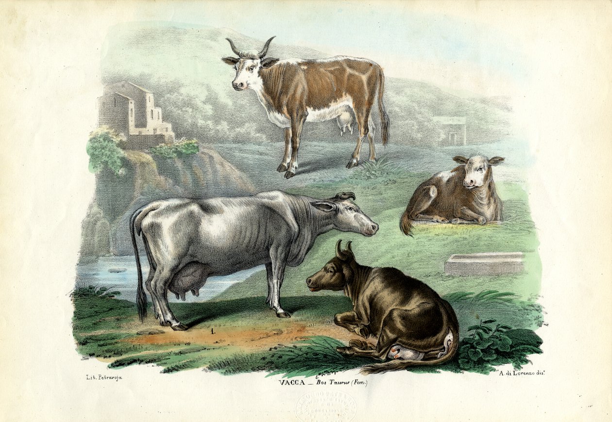 Kvæg, 1863-79 af Raimundo Petraroja