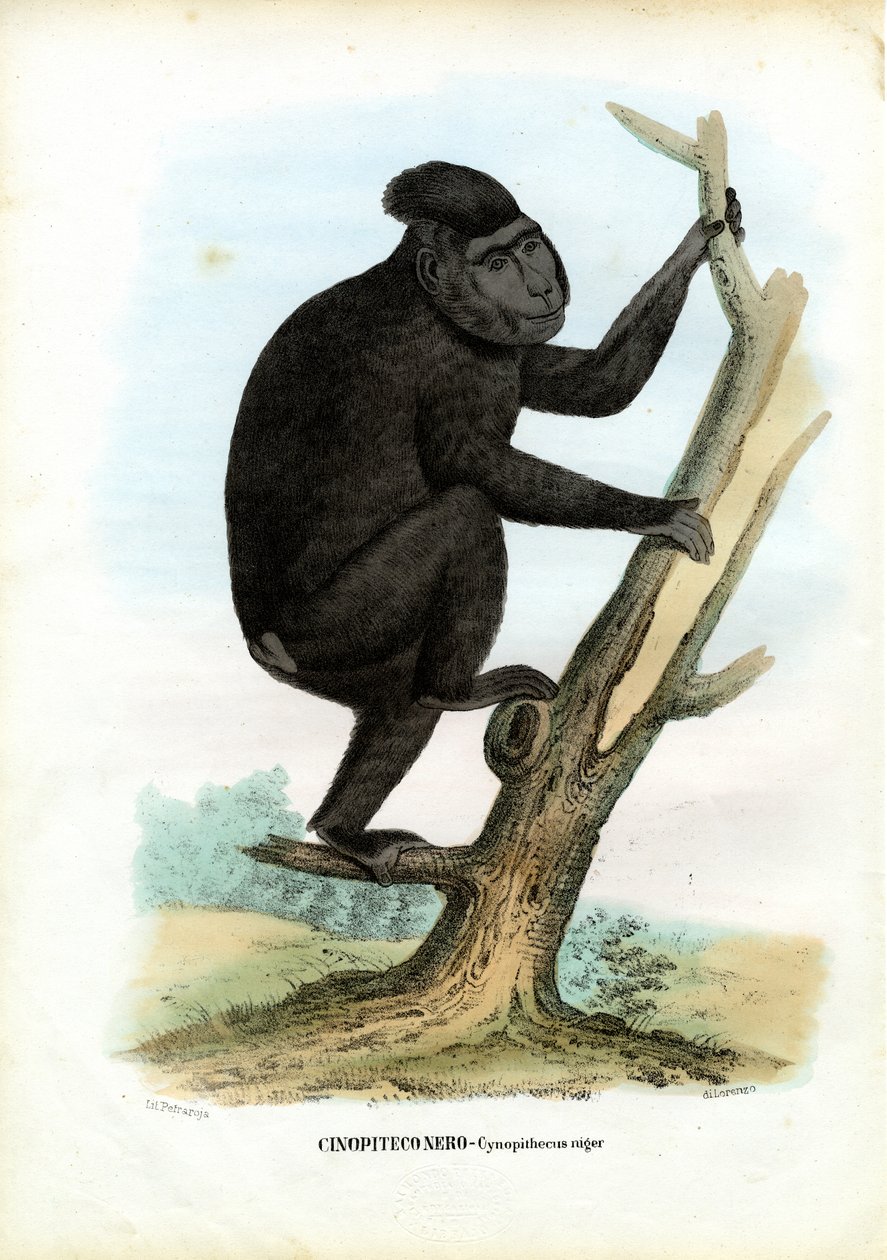 Celebes Ape, 1863-79 af Raimundo Petraroja