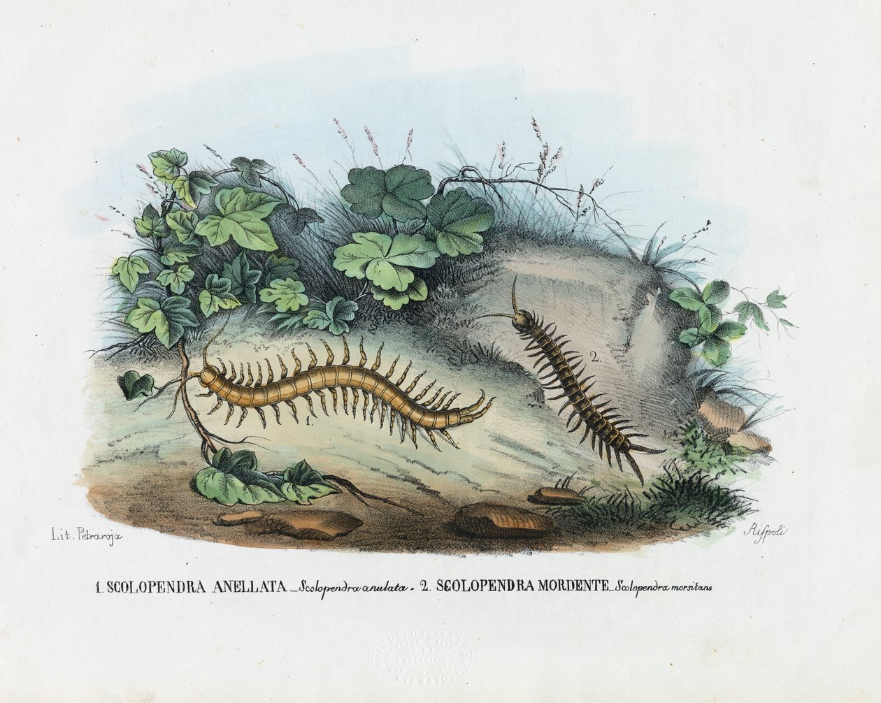 Centipede, 1863-79 af Raimundo Petraroja