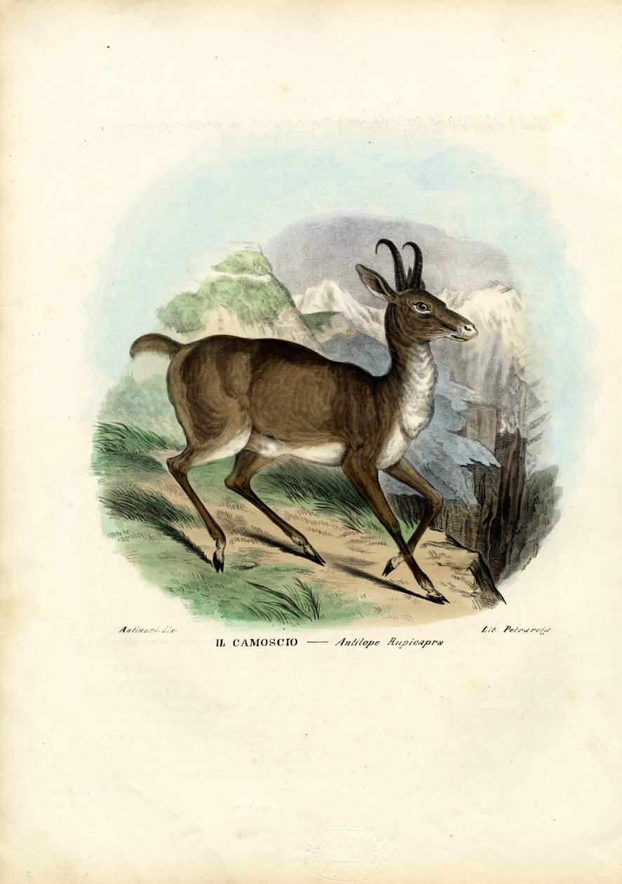 Gemse, 1863-79 af Raimundo Petraroja