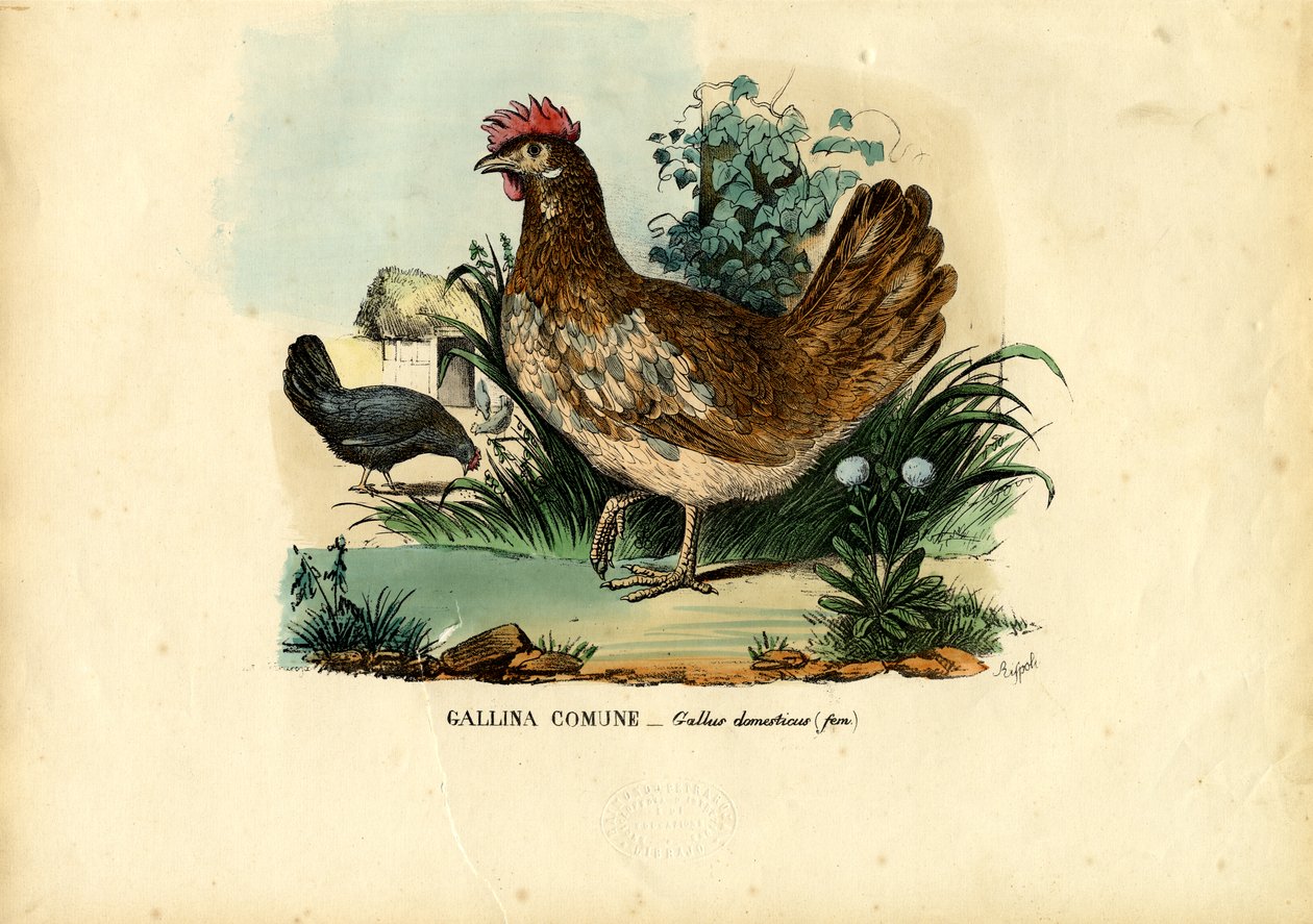 Kylling, 1863-79 af Raimundo Petraroja