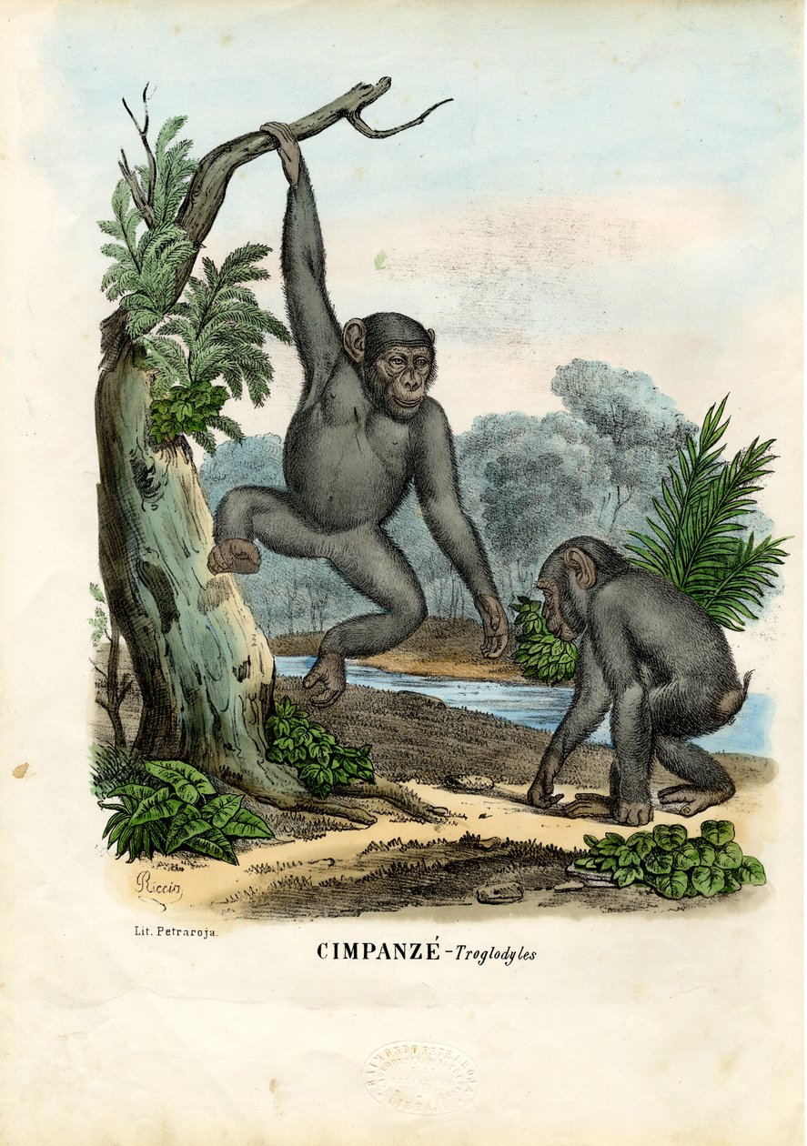 Chimpanse, 1863-79 af Raimundo Petraroja