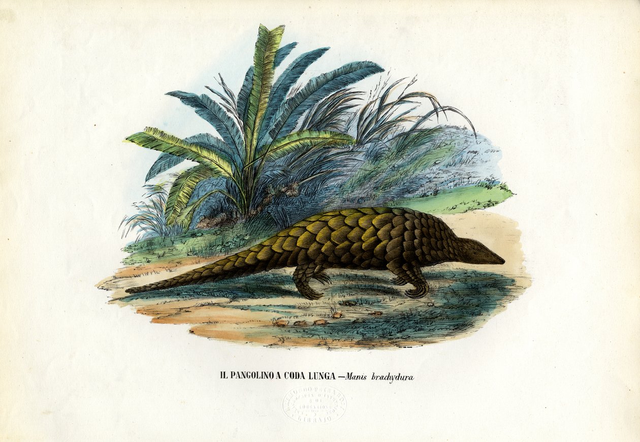 kinesisk, 1863-79 af Raimundo Petraroja