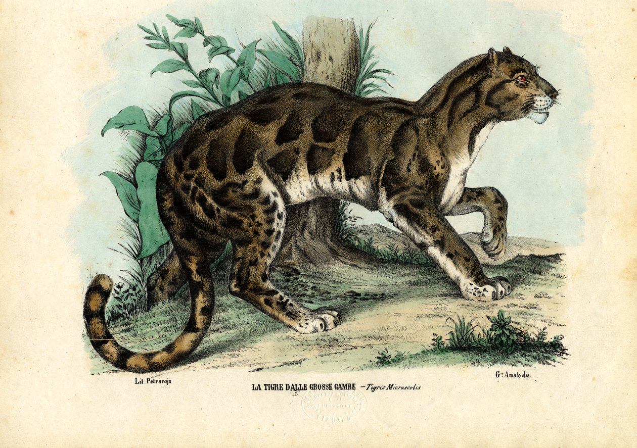 Skyet leopard, 1863-79 af Raimundo Petraroja