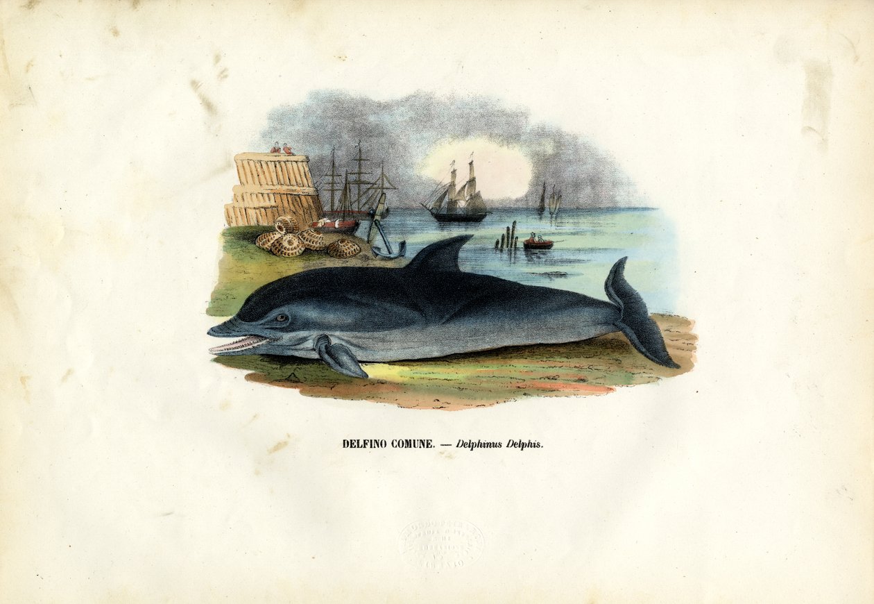 Almindelig delfin, 1863-79 af Raimundo Petraroja