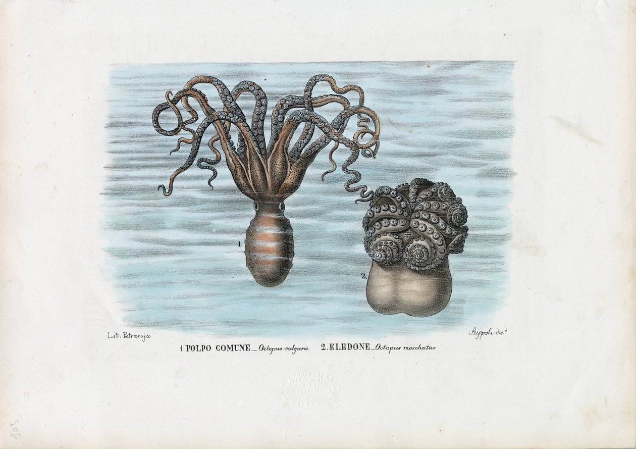 Almindelig blæksprutte, 1863-79 af Raimundo Petraroja