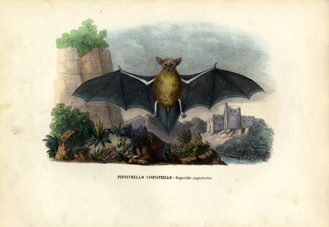 Almindelig Pipistrelle, 1863-79 af Raimundo Petraroja