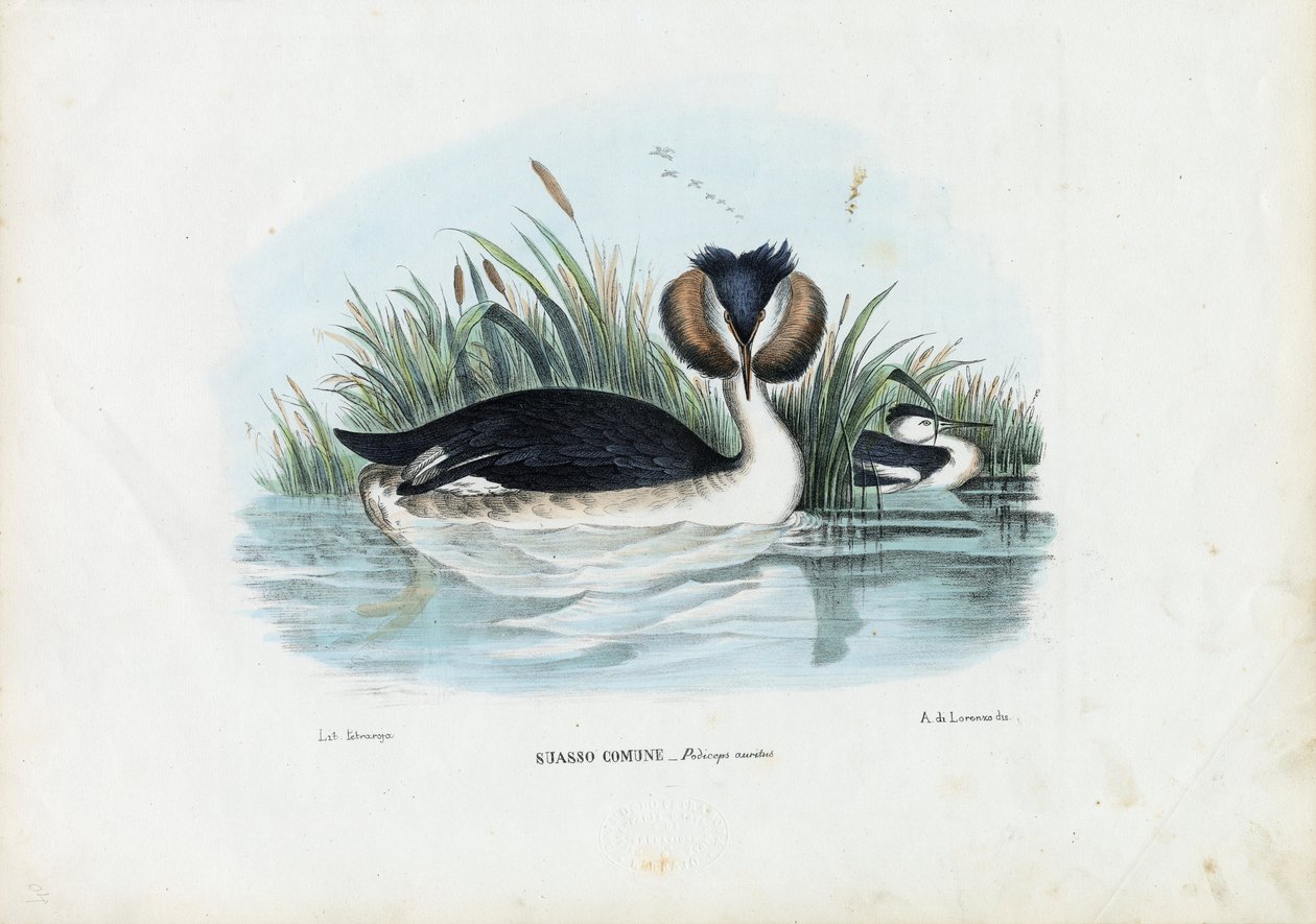 Crested Grebe, 1863-79 af Raimundo Petraroja
