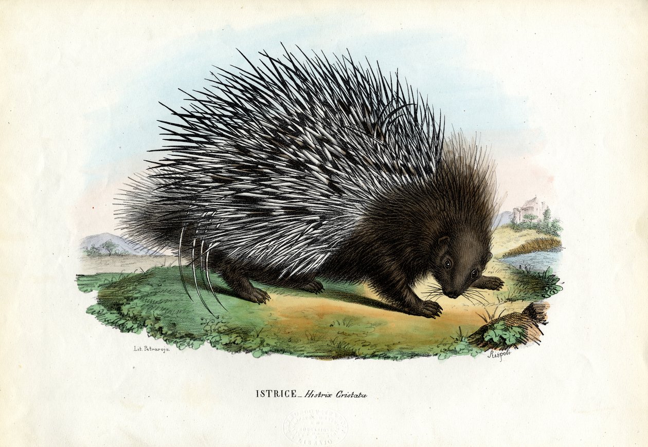 Crested Porcupine, 1863-79 af Raimundo Petraroja