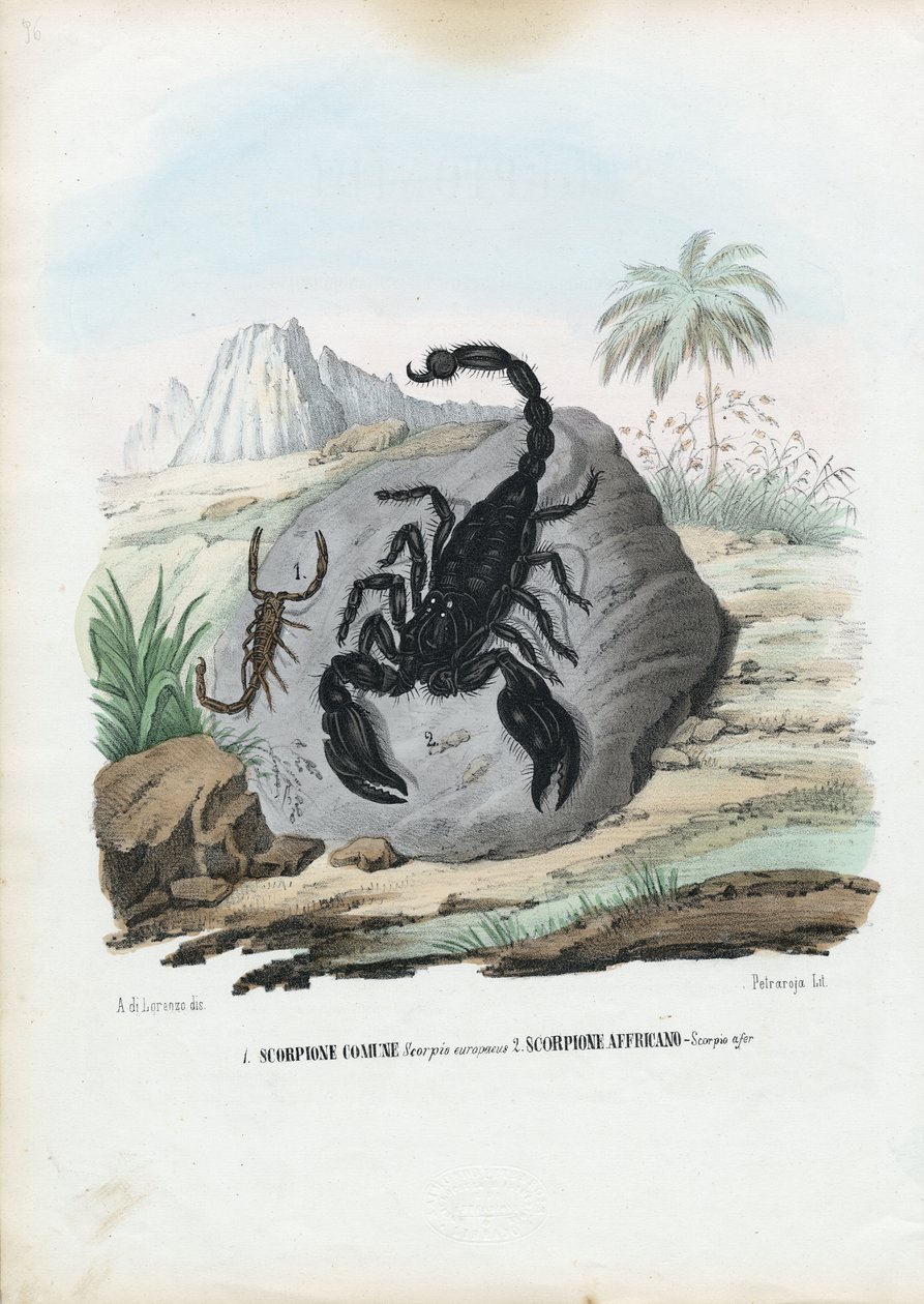 Krebsdyr, 1863-79 af Raimundo Petraroja