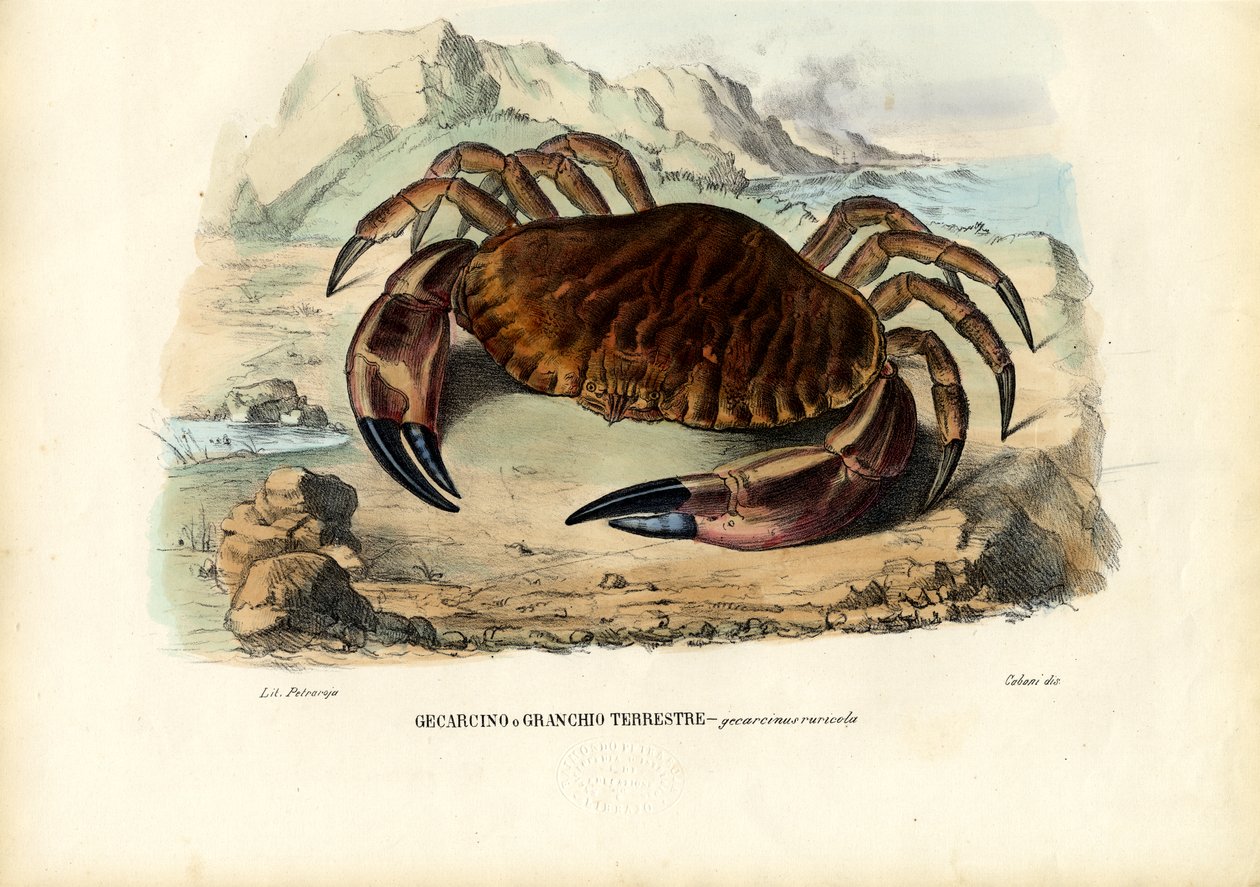 Krebsdyr, 1863-79 af Raimundo Petraroja