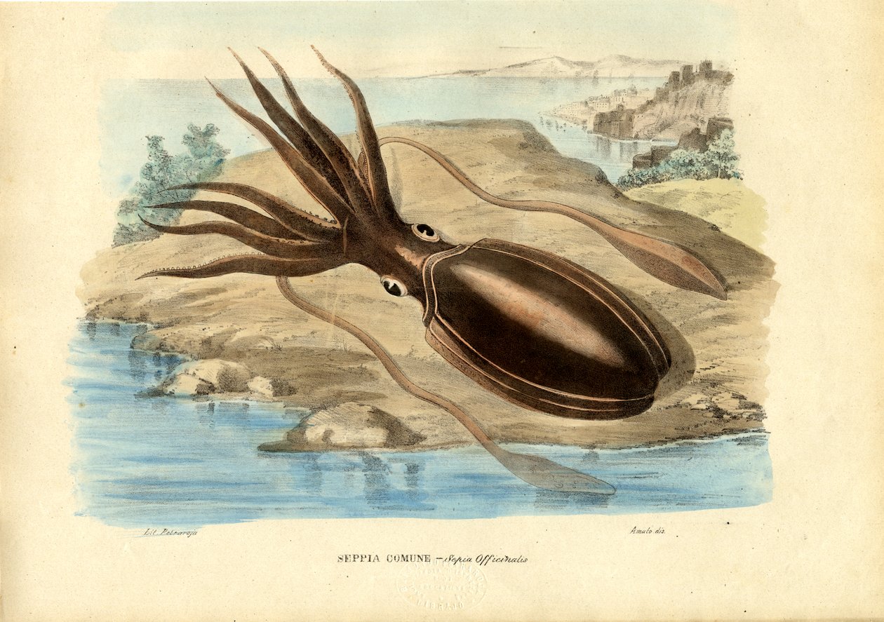 Blæksprutte, 1863-79 af Raimundo Petraroja