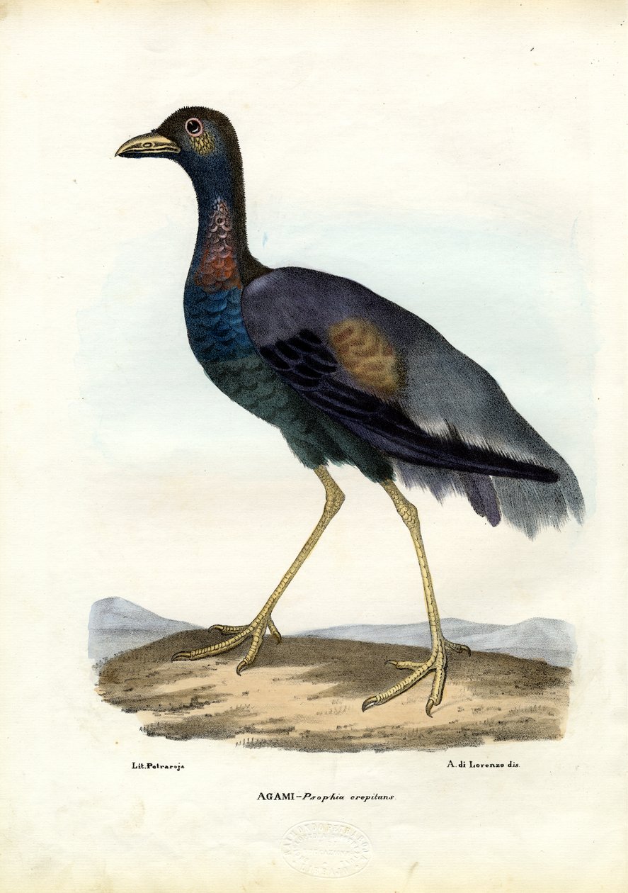 Mørkvinget trompetist, 1863-79 af Raimundo Petraroja