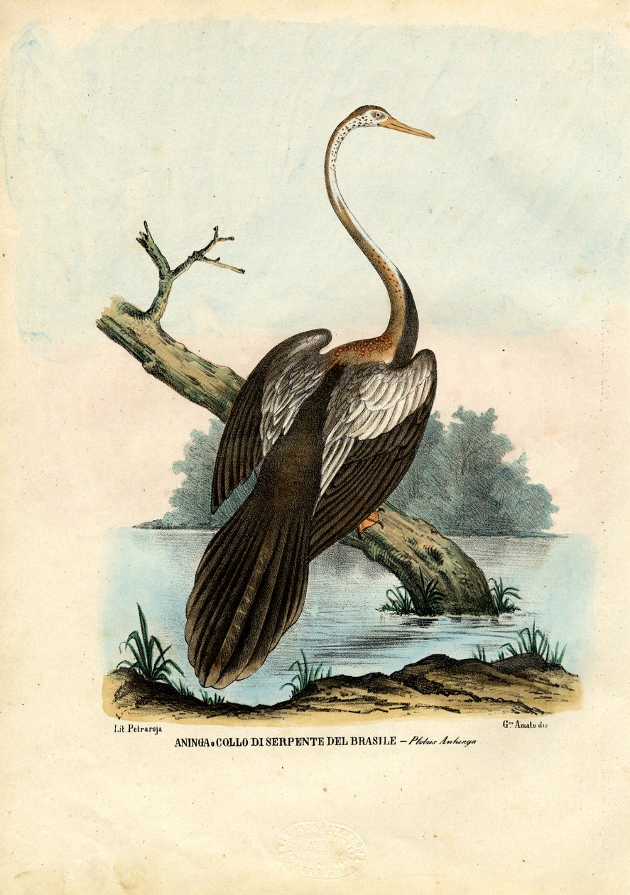 Darter, 1863-79 af Raimundo Petraroja