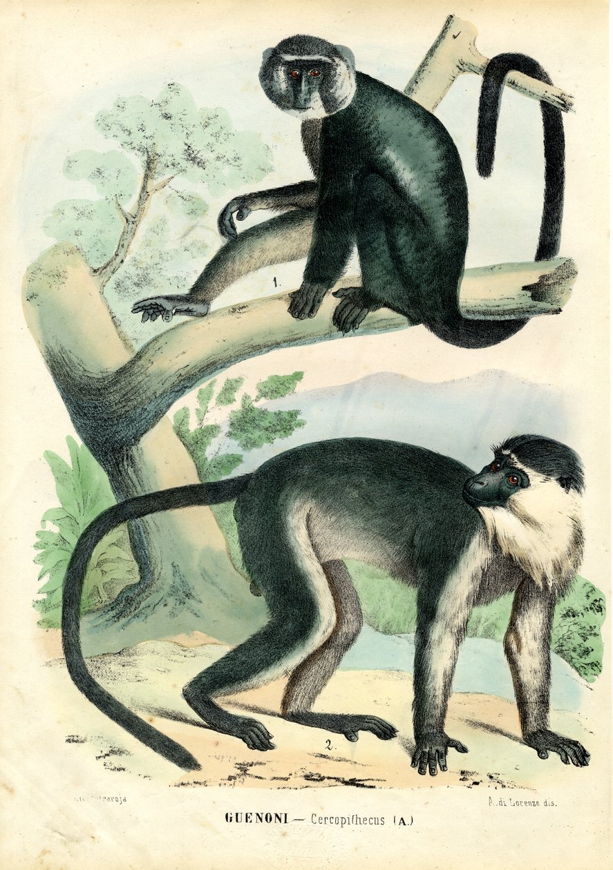 Diana Monkey, 1863-79 af Raimundo Petraroja