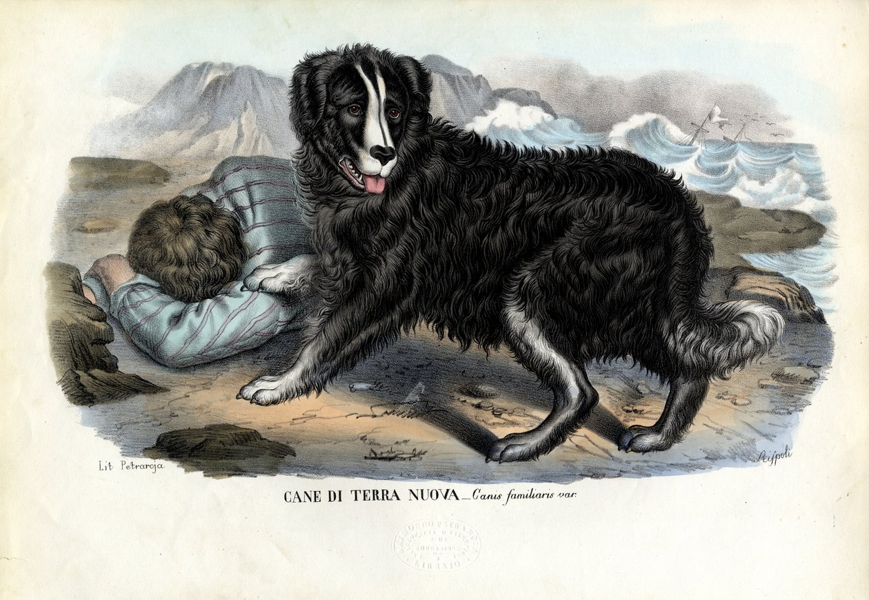 Hunde, 1863-79 af Raimundo Petraroja