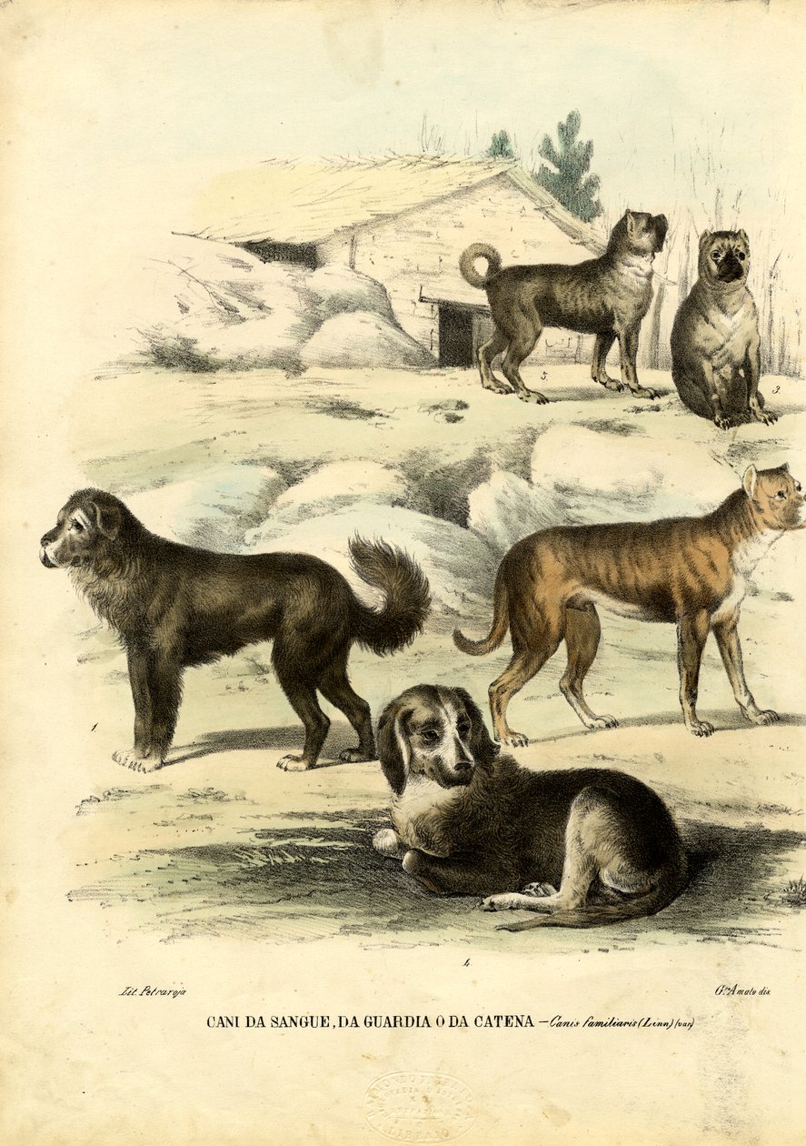 Hunde, 1863-79 af Raimundo Petraroja