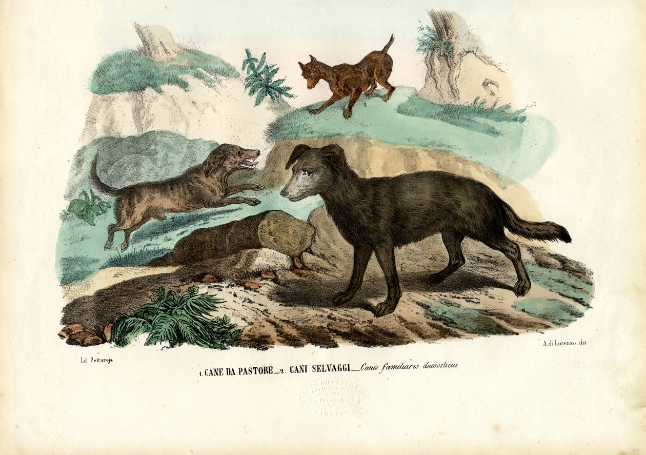 Hunde, 1863-79 af Raimundo Petraroja