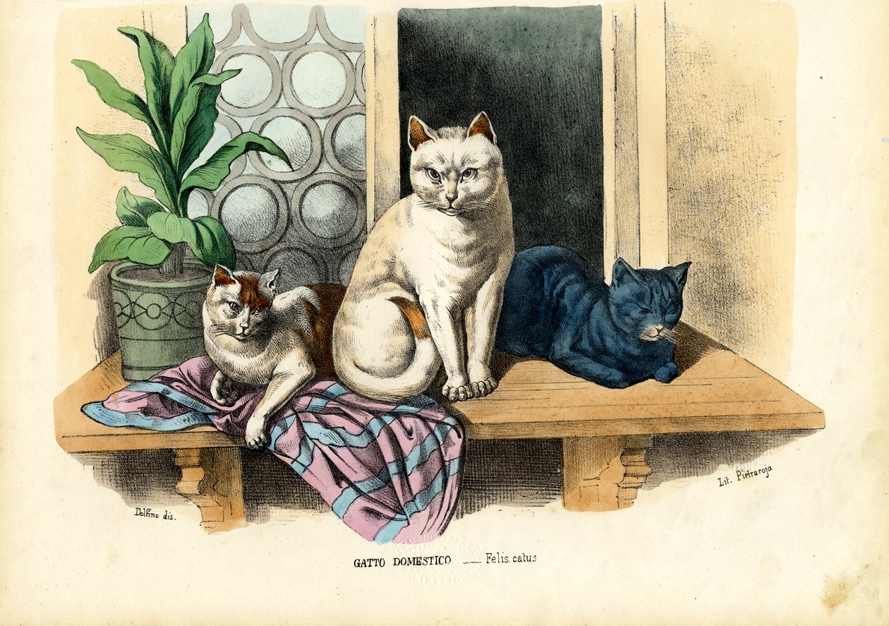 Huskat, 1863-79 af Raimundo Petraroja
