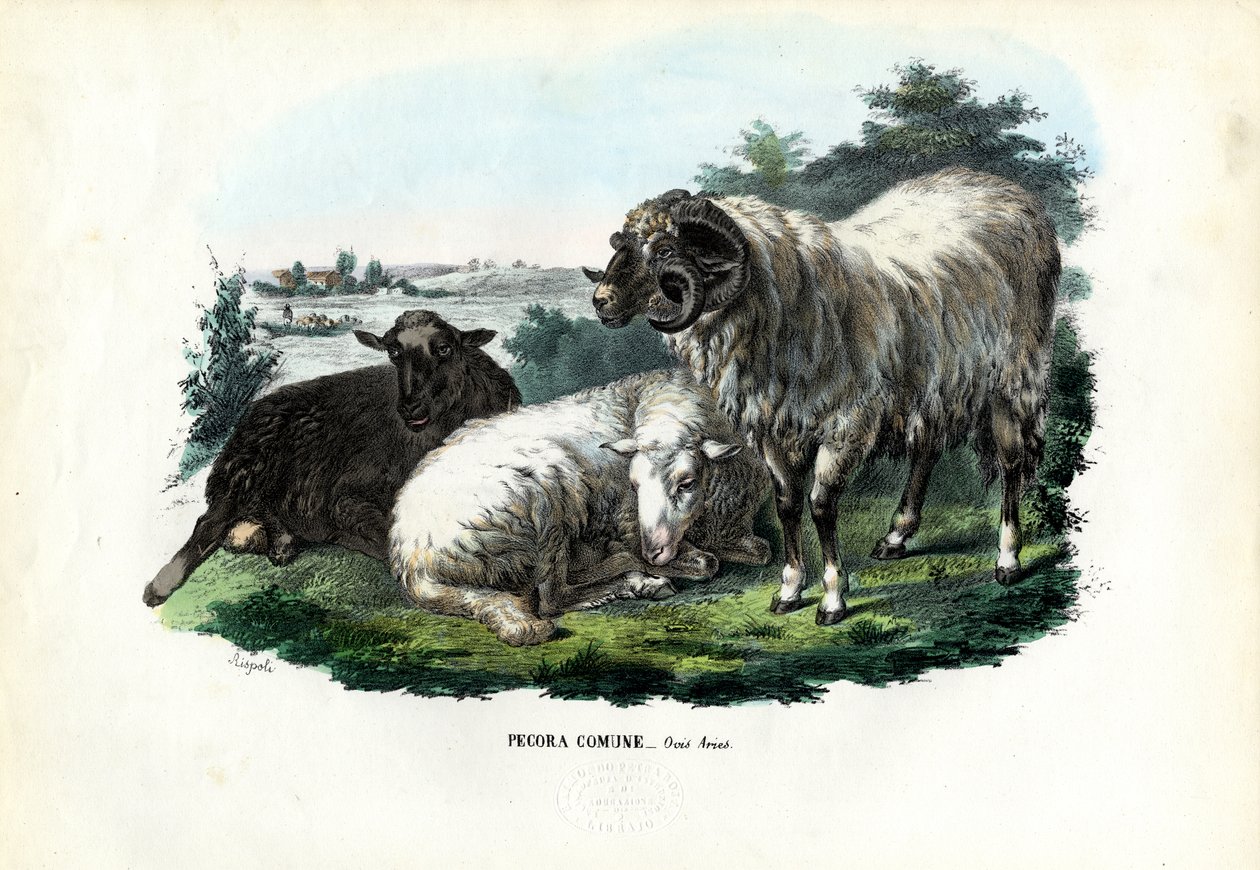 Tamfår, 1863-79 af Raimundo Petraroja